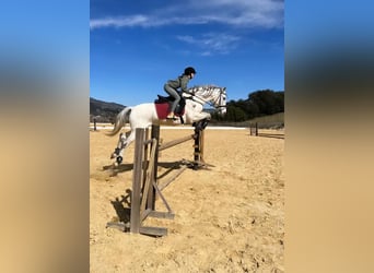 Koń hiszpański sport, Wałach, 14 lat, 163 cm, Siwa