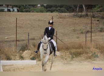 Koń hiszpański sport Mix, Wałach, 14 lat, 163 cm, Siwa