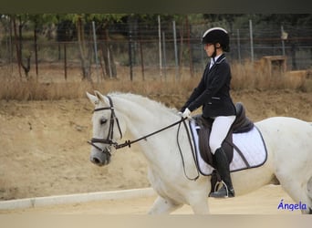 Koń hiszpański sport Mix, Wałach, 14 lat, 163 cm, Siwa