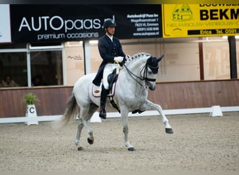 Koń hiszpański sport, Wałach, 14 lat, 169 cm, Siwa