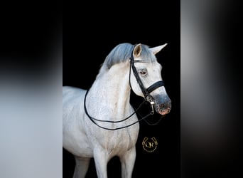 Koń hiszpański sport, Wałach, 14 lat, 169 cm, Siwa