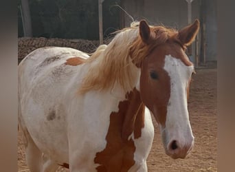 Koń hiszpański sport, Wałach, 2 lat, Srokata