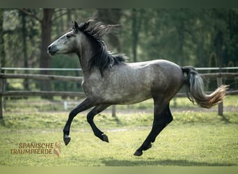 Koń hiszpański sport Mix, Wałach, 4 lat, 154 cm, Siwa