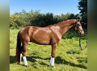 Koń hiszpański sport, Wałach, 4 lat, 159 cm, Kasztanowata