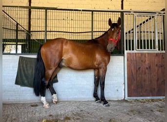 Koń hiszpański sport, Wałach, 4 lat, 163 cm, Gniada