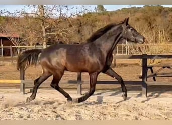 Koń hiszpański sport, Wałach, 4 lat, 170 cm, Siwa