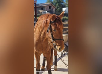 Koń hiszpański sport, Wałach, 5 lat, 145 cm, Kasztanowata