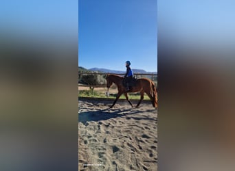 Koń hiszpański sport Mix, Wałach, 5 lat, 145 cm, Kasztanowata