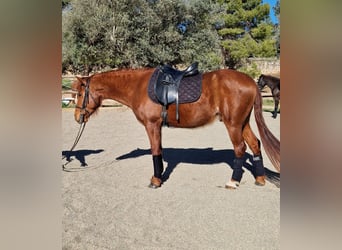 Koń hiszpański sport, Wałach, 5 lat, 145 cm, Kasztanowata