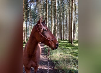 Koń hiszpański sport Mix, Wałach, 5 lat, 148 cm, Gniada