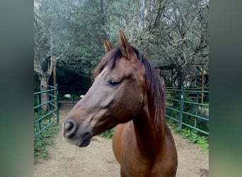 Koń hiszpański sport Mix, Wałach, 5 lat, 153 cm, Ciemnokasztanowata