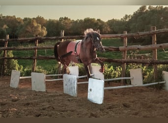 Koń hiszpański sport Mix, Wałach, 5 lat, 153 cm, Ciemnokasztanowata