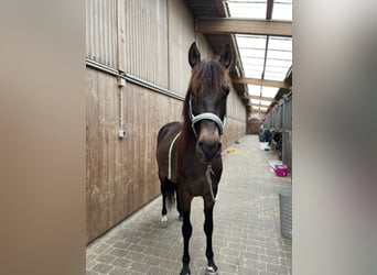 Koń hiszpański sport Mix, Wałach, 5 lat, 153 cm, Gniada