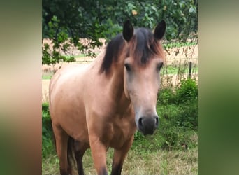 Koń hiszpański sport, Wałach, 5 lat, 158 cm, Jelenia