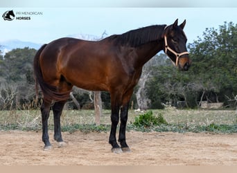 Koń hiszpański sport, Wałach, 5 lat, 162 cm, Gniada