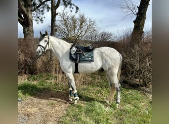 Koń hiszpański sport, Wałach, 6 lat, 163 cm, Siwa