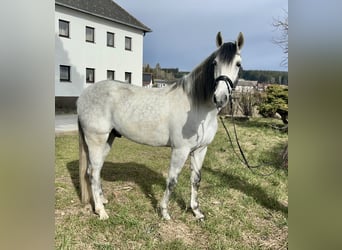 Koń hiszpański sport, Wałach, 6 lat, 163 cm, Siwa