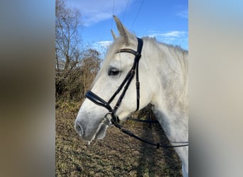 Koń hiszpański sport, Wałach, 6 lat, 165 cm, Siwa