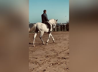 Koń hiszpański sport, Wałach, 6 lat, 165 cm, Siwa