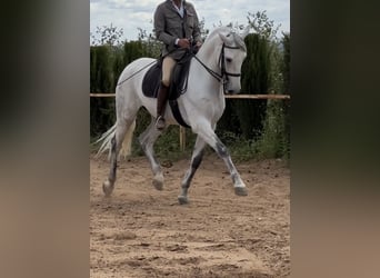 Koń hiszpański sport, Wałach, 6 lat, 165 cm, Siwa