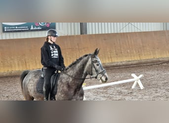 Koń hiszpański sport, Wałach, 6 lat, 170 cm, Siwa
