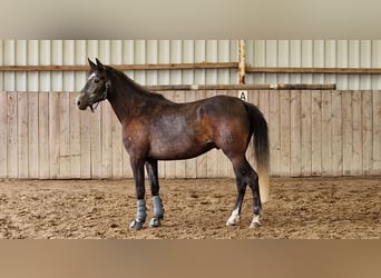 Koń hiszpański sport, Wałach, 6 lat, 170 cm, Siwa