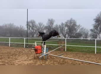 Koń hiszpański sport, Wałach, 6 lat, 174 cm, Siwa