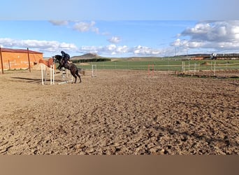 Koń hiszpański sport, Wałach, 6 lat, 174 cm, Siwa