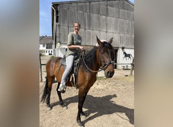 Koń hiszpański sport, Wałach, 7 lat, 157 cm, Gniada