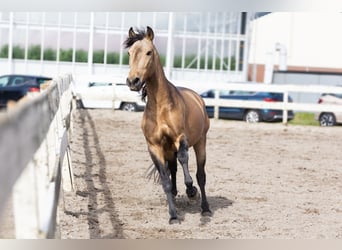 Koń hiszpański sport Mix, Wałach, 7 lat, 158 cm, Szampańska