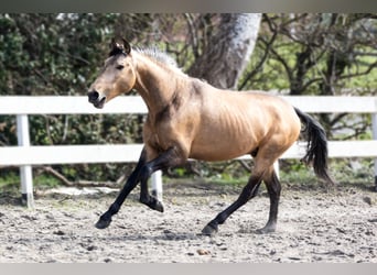 Koń hiszpański sport Mix, Wałach, 7 lat, 158 cm, Szampańska