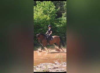 Koń hiszpański sport, Wałach, 8 lat, 150 cm, Gniada