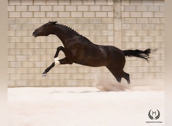 Koń hiszpański sport, Wałach, 8 lat, 168 cm, Kara