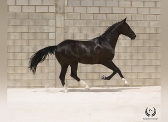 Koń hiszpański sport, Wałach, 8 lat, 168 cm, Kara