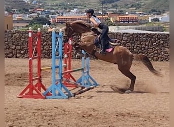 Koń hiszpański sport Mix, Wałach, 8 lat, 175 cm, Kasztanowata