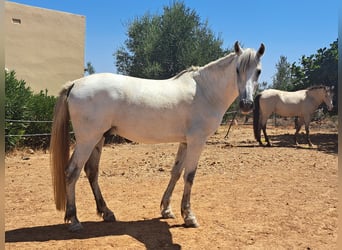 Koń hiszpański sport Mix, Wałach, 9 lat, 165 cm, Siwa