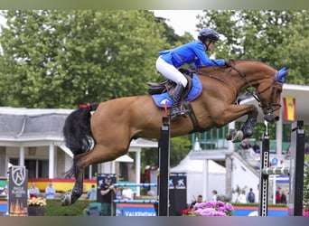 Koń hiszpański sport, Nieznany, Zygota