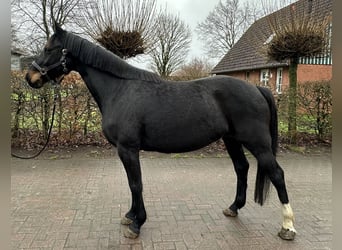Koń holsztyński, Klacz, 10 lat, 162 cm, Kara