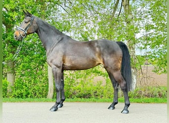 Koń holsztyński, Klacz, 10 lat, 165 cm, Ciemnogniada