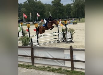 Koń holsztyński, Klacz, 10 lat, 165 cm, Gniada