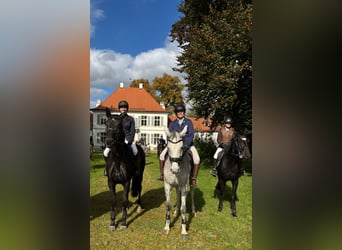 Koń holsztyński, Klacz, 10 lat, 167 cm, Siwa