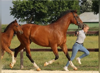 Koń holsztyński, Klacz, 10 lat, 168 cm, Gniada