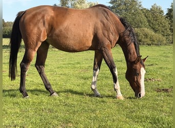 Koń holsztyński, Klacz, 10 lat, 168 cm, Gniada