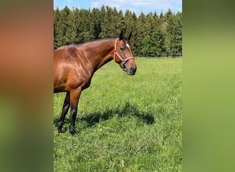 Koń holsztyński, Klacz, 10 lat, 169 cm, Gniada