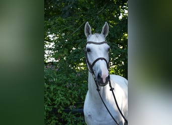 Koń holsztyński, Klacz, 10 lat, 170 cm, Siwa