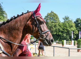 Koń holsztyński, Klacz, 11 lat, 164 cm, Ciemnogniada