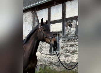 Koń holsztyński, Klacz, 11 lat, 165 cm, Gniada