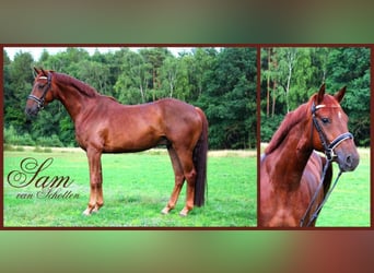 Koń holsztyński, Klacz, 11 lat, 165 cm