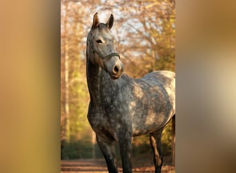 Koń holsztyński, Klacz, 11 lat, 166 cm, Siwa jabłkowita