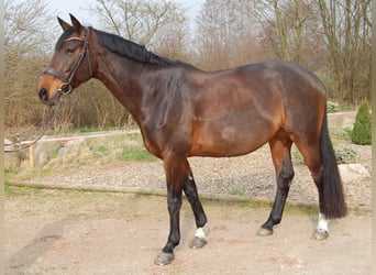 Koń holsztyński, Klacz, 11 lat, 167 cm, Gniada